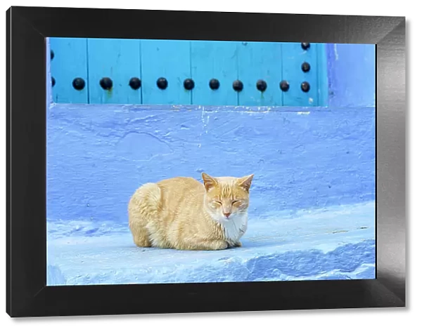 Cat resting near a blue door in the famous blue city of Chefchaouen, Morocco
