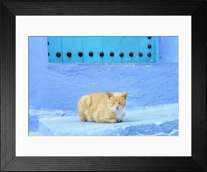 Framed Print : Cat resting near a blue door in the famous blue city of Chefchaouen, Morocco Framed Print : Cat resting near a blue door in the famous blue city of Chefchaouen, Morocco