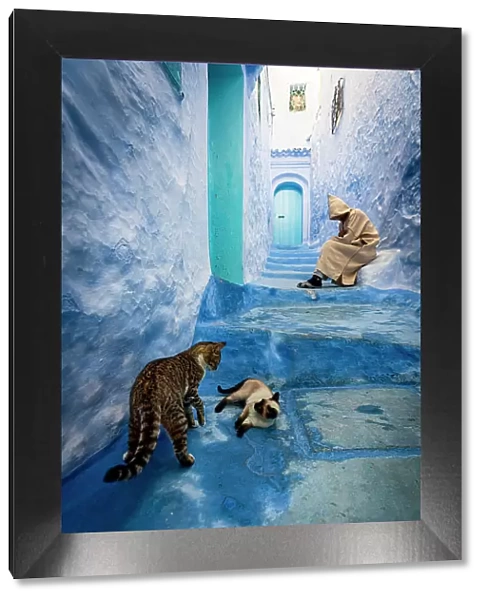 Cats playing in the old alleys with a senior man sleeping on blue steps on background, Chefchaouen, Morocco