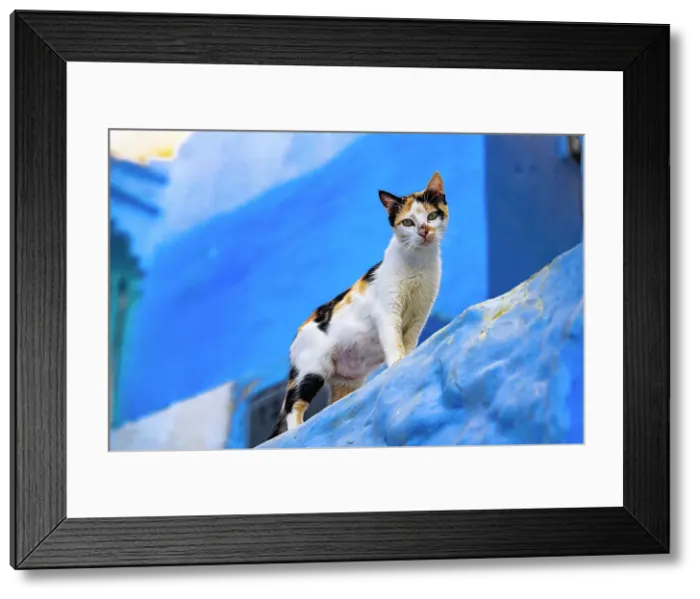 Framed Print : Cute cat looking at camera from the iconic blue buildings of Chefchaouen, Morocco Framed Print : Cute cat looking at camera from the iconic blue buildings of Chefchaouen, Morocco