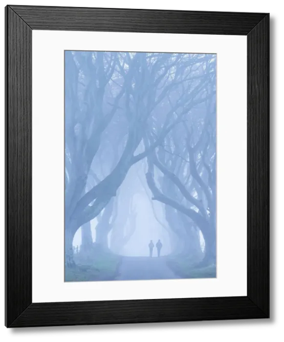 Framed Print : Two people walking along the famous tree lined lane The Dark Hedges, Ballymoney, County Antrim, Northern Ireland, UK. Autumn (November) 2022 Framed Print : Two people walking along the famous tree lined lane The Dark Hedges, Ballymoney, County Antrim, Northern Ireland, UK. Autumn (November) 2022