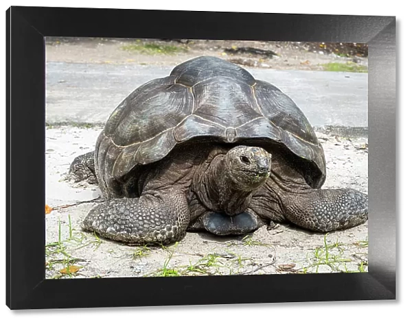 Seychelles giant tortoise (Aldabrachelys gigantea hololissa), La Digue, Seychelles