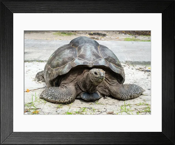 Framed Print : Seychelles giant tortoise (Aldabrachelys gigantea hololissa), La Digue, Seychelles Framed Print : Seychelles giant tortoise (Aldabrachelys gigantea hololissa), La Digue, Seychelles