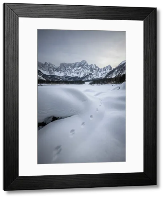 Framed Print : Fox tracks in the snow at Lago di Fusine, Julian Alps, Italy Framed Print : Fox tracks in the snow at Lago di Fusine, Julian Alps, Italy