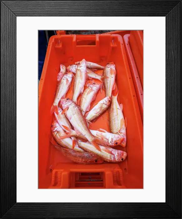 Framed Print : Fresh fish at Sagres harbour, Algarve, Portugal Framed Print : Fresh fish at Sagres harbour, Algarve, Portugal