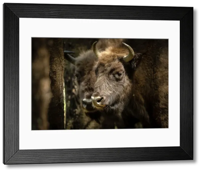 Framed Print : European Bison, Dambovita Valley, Arges County, Muntenia, Romania