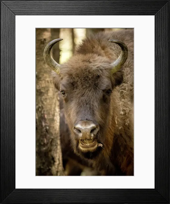 Framed Print : European Bison, Dambovita Valley, Arges County, Muntenia, Romania Framed Print : European Bison, Dambovita Valley, Arges County, Muntenia, Romania