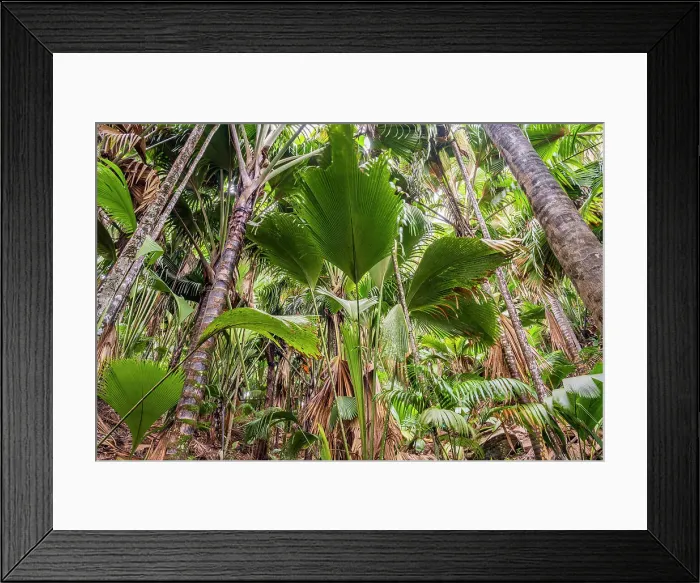 Framed Print : Vallee de Mai Nature Reserve, Praslin, Seychelles Framed Print : Vallee de Mai Nature Reserve, Praslin, Seychelles