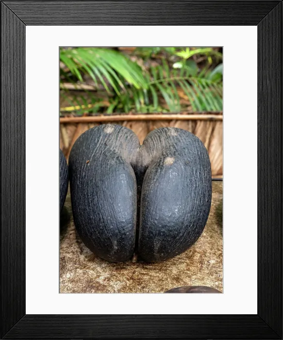 Framed Print : Coco de mer (Lodoicea maldivica), Vallee de Mai Nature Reserve, Praslin, Seychelles