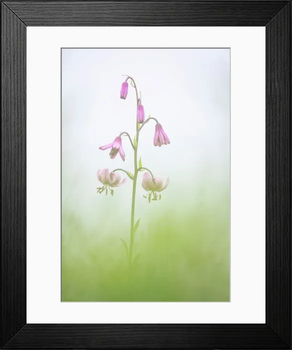 Framed Print : Martagon Lily (Lilium martagon), Visic Pass, Julian Alps, Triglav National Park, Slovenia