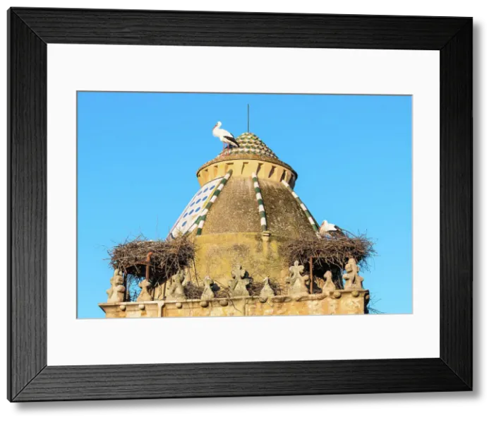 Framed Print : Storks nesting on the church roof, Trujillo, Extremadura, Caceres, Spain Framed Print : Storks nesting on the church roof, Trujillo, Extremadura, Caceres, Spain
