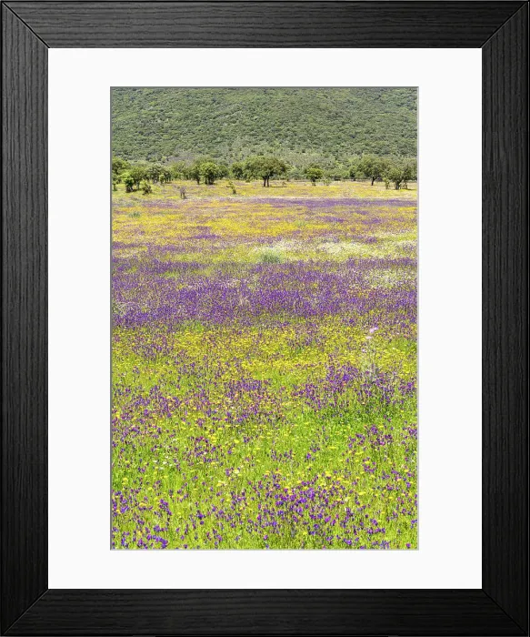 Framed Print : Wildflower meadow in spring, Extremadura, Caceres, Spain Framed Print : Wildflower meadow in spring, Extremadura, Caceres, Spain