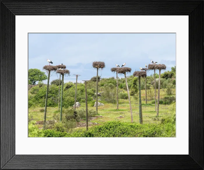 Framed Print : Storks nesting on poles in the Natural Monument Los Barruecos, Caceres, Spain Framed Print : Storks nesting on poles in the Natural Monument Los Barruecos, Caceres, Spain