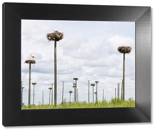 Storks nesting on wooden poles, Extremadura, Caceres, Spain