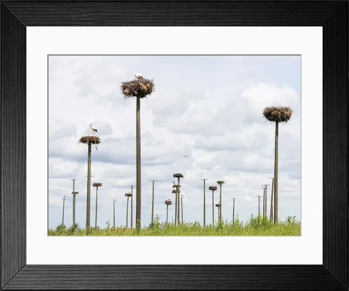 Framed Print : Storks nesting on wooden poles, Extremadura, Caceres, Spain Framed Print : Storks nesting on wooden poles, Extremadura, Caceres, Spain