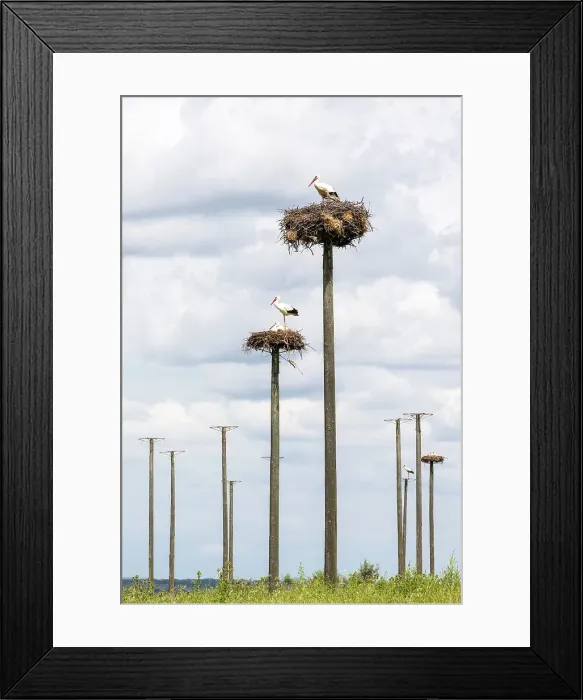 Framed Print : White storks nesting on wooden poles, Extremadura, Caceres, Spain Framed Print : White storks nesting on wooden poles, Extremadura, Caceres, Spain