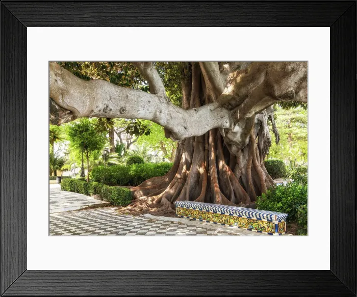 Framed Print : A giant ficus tree in the Alameda Apodaca (Alameda del Marques de Comillas) garden, Cadiz, Andalusia, Spain Framed Print : A giant ficus tree in the Alameda Apodaca (Alameda del Marques de Comillas) garden, Cadiz, Andalusia, Spain