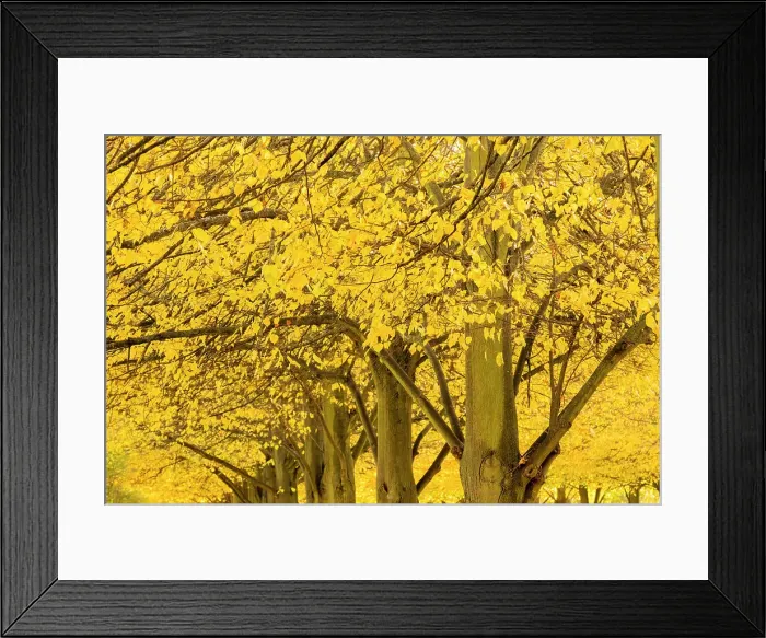 Framed Print : Autumn in Regent's Park, London, England, UK Framed Print : Autumn in Regent's Park, London, England, UK