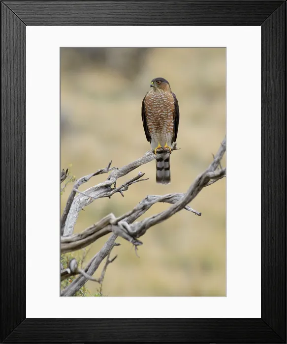 Framed Print : USA, Oregon, Bend, Rancho las Hierbas, Accipiter cooperii, Cooper's Hawk, bird Framed Print : USA, Oregon, Bend, Rancho las Hierbas, Accipiter cooperii, Cooper's Hawk, bird