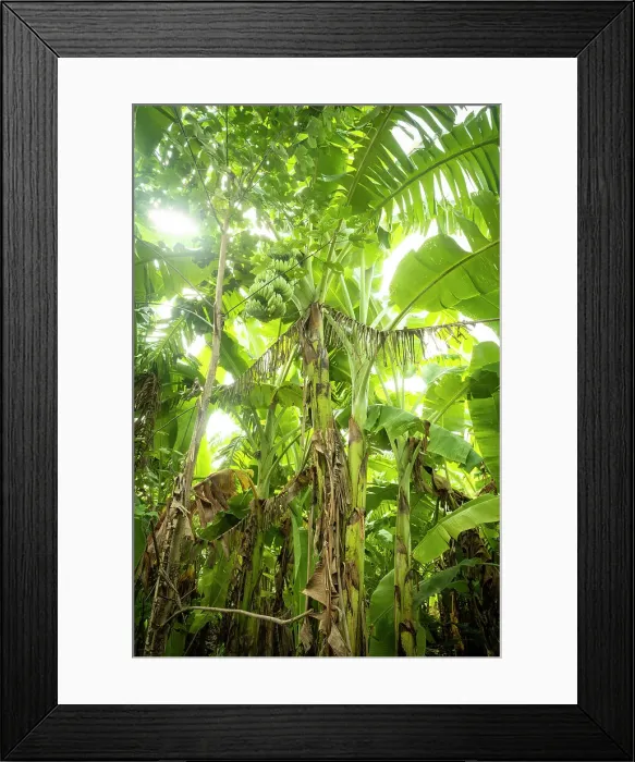 Framed Print : Banana plant, Hanoi, Vietnam Framed Print : Banana plant, Hanoi, Vietnam