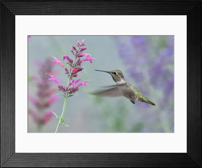 Framed Print : USA, Pacific Northwest, Oregon, Deschutes County, Deschutes National Forest, Selasphorus rufus, Rufous hummingbird Framed Print : USA, Pacific Northwest, Oregon, Deschutes County, Deschutes National Forest, Selasphorus rufus, Rufous hummingbird