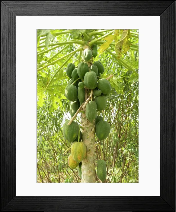 Framed Print : Papaya tree, Hanoi, Vietnam Framed Print : Papaya tree, Hanoi, Vietnam