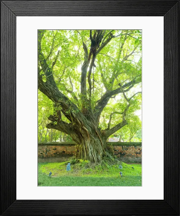 Framed Print : Ancient Banyan Tree, Temple of Literature, Hanoi, Vietnam