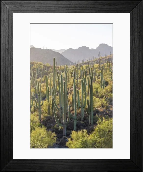 Framed Print : Saguaro National Park, Tuscon, Arizona, USA Framed Print : Saguaro National Park, Tuscon, Arizona, USA