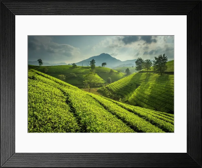 Framed Print : Long Coc tea estates, Phu Tho Province, Vietnam Framed Print : Long Coc tea estates, Phu Tho Province, Vietnam