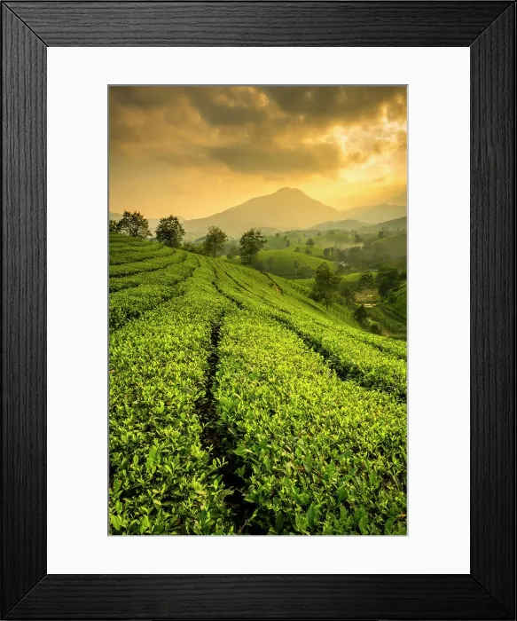 Framed Print : Long Coc tea estates, Phu Tho Province, Vietnam