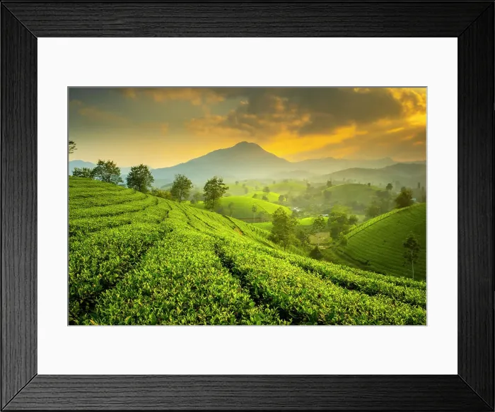 Framed Print : Long Coc tea estates, Phu Tho Province, Vietnam