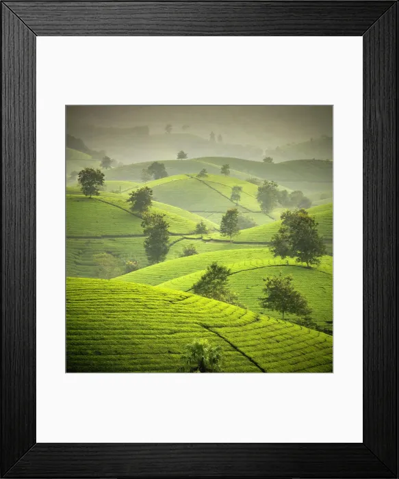 Framed Print : Long Coc tea estates, Phu Tho Province, Vietnam Framed Print : Long Coc tea estates, Phu Tho Province, Vietnam