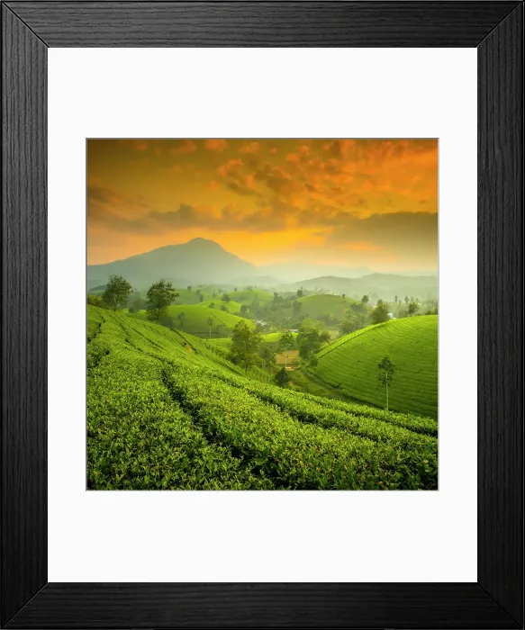 Framed Print : Long Coc tea estates, Phu Tho Province, Vietnam Framed Print : Long Coc tea estates, Phu Tho Province, Vietnam