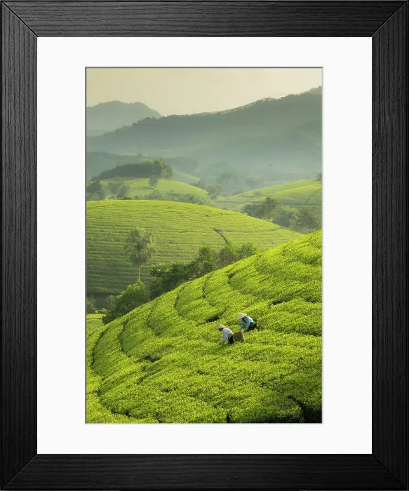 Framed Print : Tea pickers at the Long Coc tea estates, Phu Tho Province, Vietnam Framed Print : Tea pickers at the Long Coc tea estates, Phu Tho Province, Vietnam