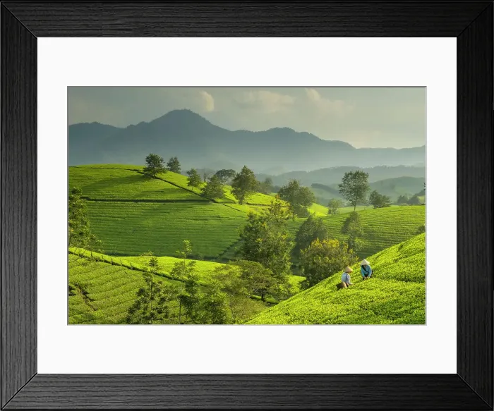 Framed Print : Tea pickers at the Long Coc tea estates, Phu Tho Province, Vietnam Framed Print : Tea pickers at the Long Coc tea estates, Phu Tho Province, Vietnam