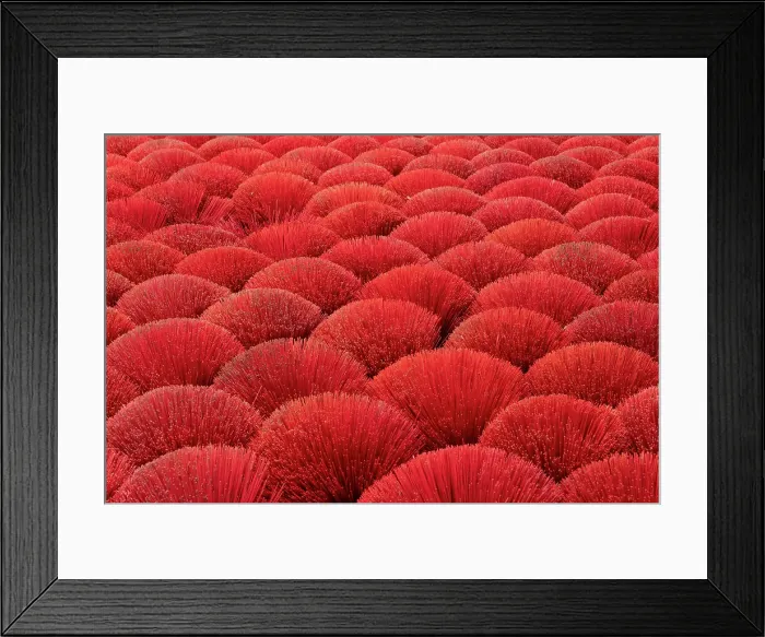 Framed Print : Colourful Incense sticks being dried, Quang Phu Cau village, Hanoi Province, Vietnam Framed Print : Colourful Incense sticks being dried, Quang Phu Cau village, Hanoi Province, Vietnam