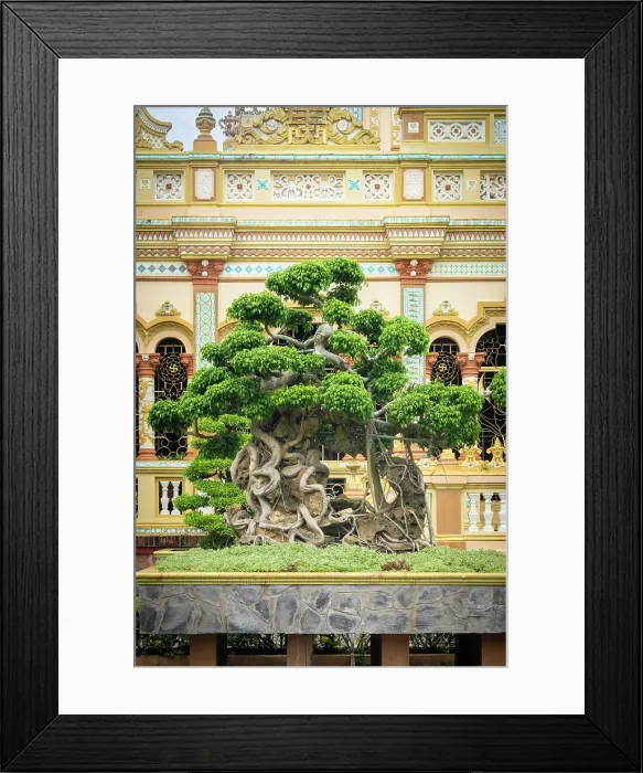 Framed Print : Bonsai tree at the Vinh Trang Pagoda, My Tho, Mekong Delta, Vietnam Framed Print : Bonsai tree at the Vinh Trang Pagoda, My Tho, Mekong Delta, Vietnam