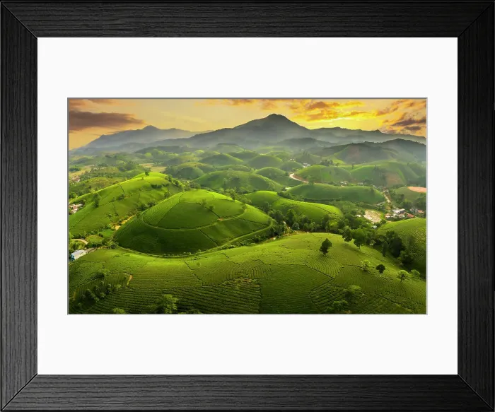 Framed Print : Long Coc tea estates, Phu Tho Province, Vietnam Framed Print : Long Coc tea estates, Phu Tho Province, Vietnam