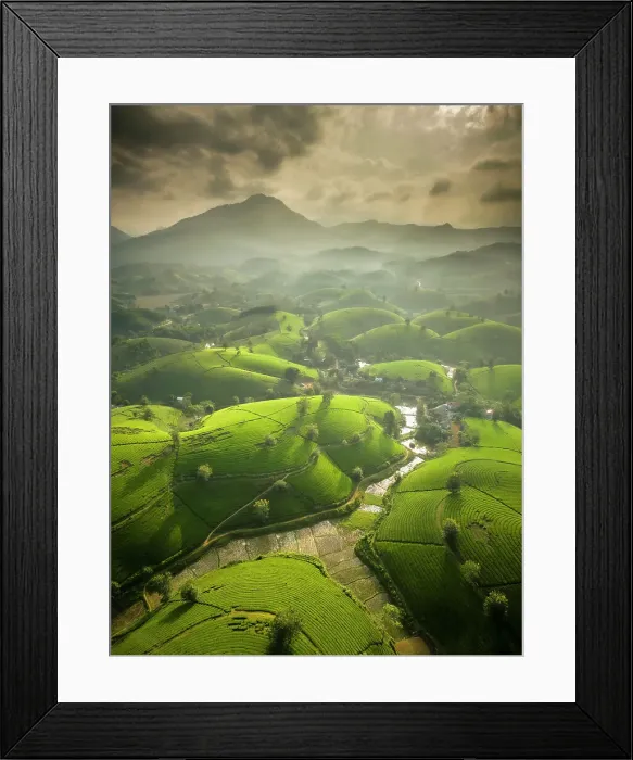 Framed Print : Long Coc tea estates, Phu Tho Province, Vietnam Framed Print : Long Coc tea estates, Phu Tho Province, Vietnam