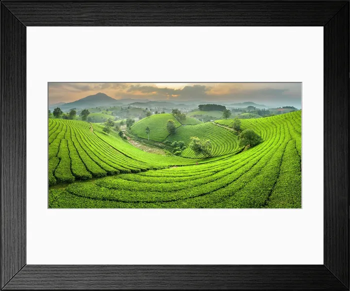 Framed Print : Long Coc tea estates, Phu Tho Province, Vietnam Framed Print : Long Coc tea estates, Phu Tho Province, Vietnam