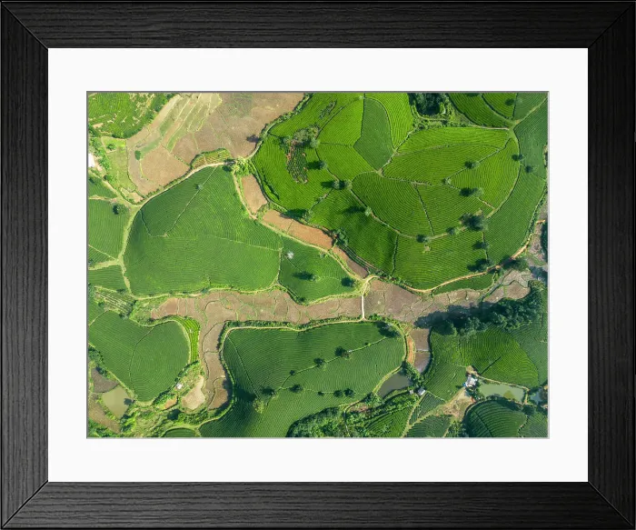 Framed Print : Long Coc tea estates, Phu Tho Province, Vietnam Framed Print : Long Coc tea estates, Phu Tho Province, Vietnam