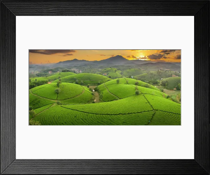 Framed Print : Long Coc tea estates, Phu Tho Province, Vietnam Framed Print : Long Coc tea estates, Phu Tho Province, Vietnam