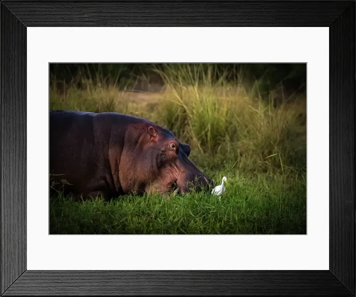 Framed Print : Hippopotamus grazing beside Chongwe River, Lower Zambezi National Park, Zambia Framed Print : Hippopotamus grazing beside Chongwe River, Lower Zambezi National Park, Zambia