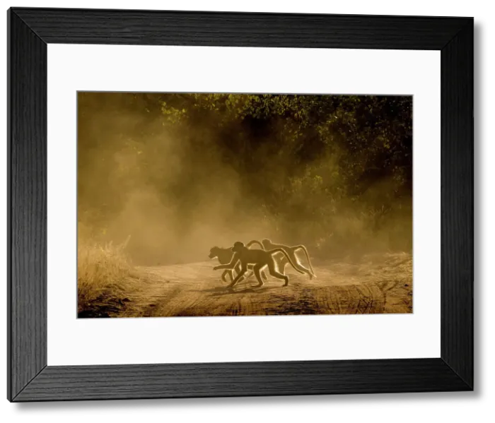 Framed Print : Baboons on road at sunrise, Lower Zambezi National Park, Zambia Framed Print : Baboons on road at sunrise, Lower Zambezi National Park, Zambia