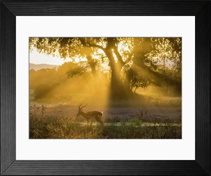 Framed Print : Impala at sunset, Lower Zambezi National Park, Zambia Framed Print : Impala at sunset, Lower Zambezi National Park, Zambia