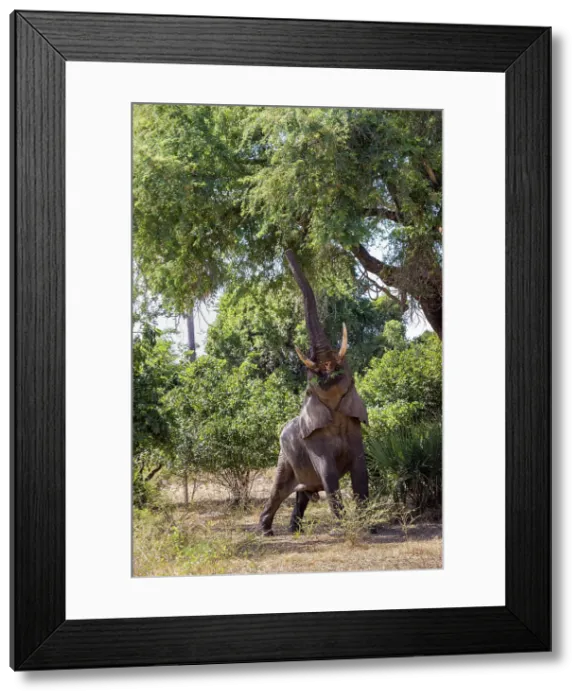 Framed Print : Elephant reaching for albida pods in Acacia tree, Lower Zambezi National Park, Zambia