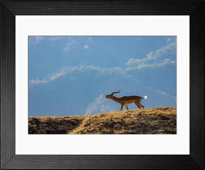 Framed Print : Male impala calling for mate, Lower Zambezi National Park, Zambia Framed Print : Male impala calling for mate, Lower Zambezi National Park, Zambia