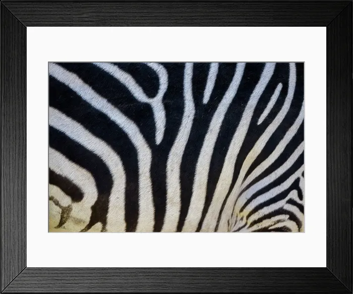 Framed Print : Detail of zebra skin, Livingstone, Zambia Framed Print : Detail of zebra skin, Livingstone, Zambia
