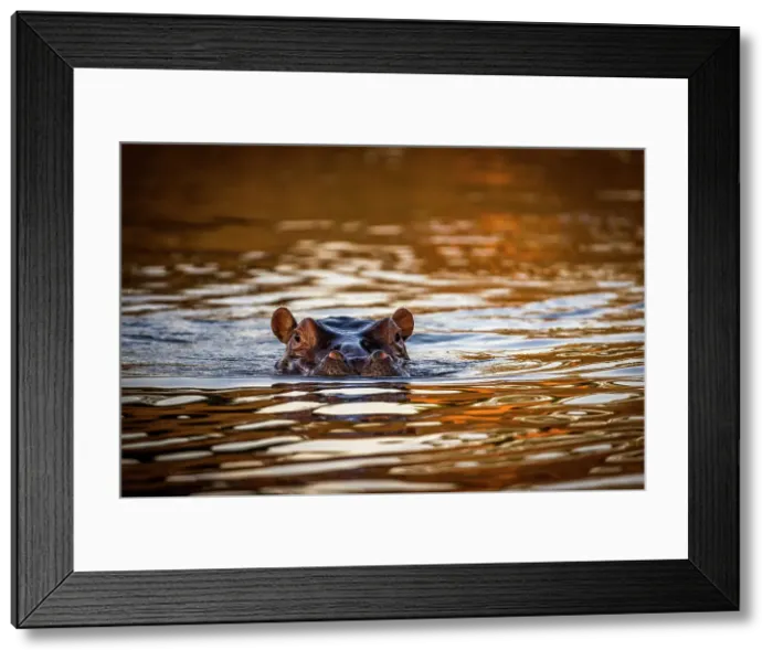 Framed Print : Hippopotamus in Chongwe River at sunset, Lower Zambezi National Park, Zambia Framed Print : Hippopotamus in Chongwe River at sunset, Lower Zambezi National Park, Zambia