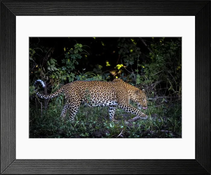 Framed Print : Leopard, South Luangwa National Park, Zambia Framed Print : Leopard, South Luangwa National Park, Zambia
